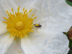 Clanoptilus abdominalis