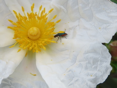 Clanoptilus abdominalis