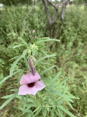 Sesamum triphyllum triphyllum