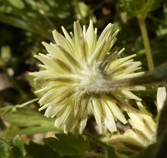 Crepis sancta