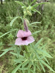Sesamum triphyllum triphyllum
