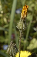Crepis sancta