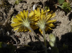Crepis sancta