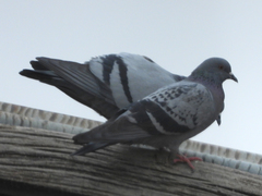 Columba livia