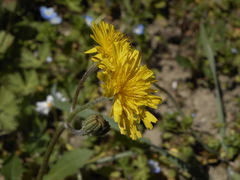 Crepis sancta