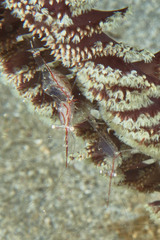 Manipontonia psamathe