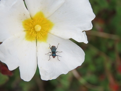 Clanoptilus abdominalis
