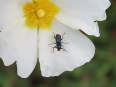 Clanoptilus abdominalis