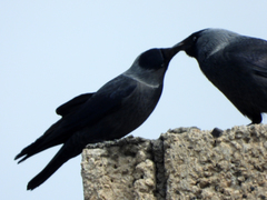 Corvus monedula