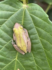 Hyperolius cinnamomeoventris image