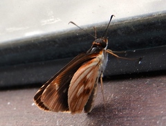 Vettius fantasos