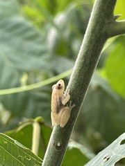 Hyperolius cinnamomeoventris