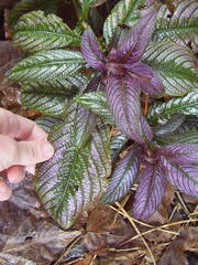 Strobilanthes auriculata dyeriana