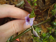 Strobilanthes auriculata dyeriana