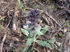 Ajuga orientalis