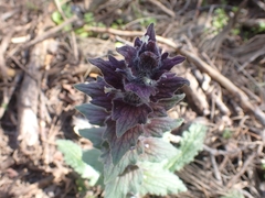 Ajuga orientalis
