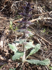 Ajuga orientalis