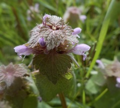 Lamium purpureum