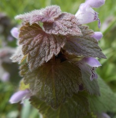 Lamium purpureum
