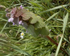 Lamium purpureum