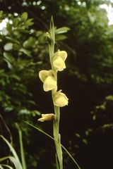 Gladiolus dalenii