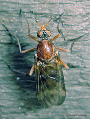 Sylvicola neozelandicus