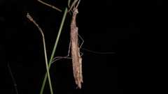 Trachythorax illaesa
