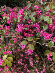 Loropetalum chinense