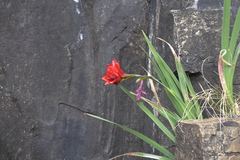Gladiolus flanaganii