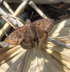 Ephyriades brunnea