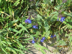 Anchusa azurea