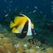 Masked Bannerfish - Photo (c) Dennis Rabeling, some rights reserved (CC BY-NC-ND), uploaded by Dennis Rabeling