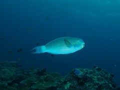 Chlorurus strongylocephalus