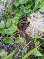 Pericartiellus durieui