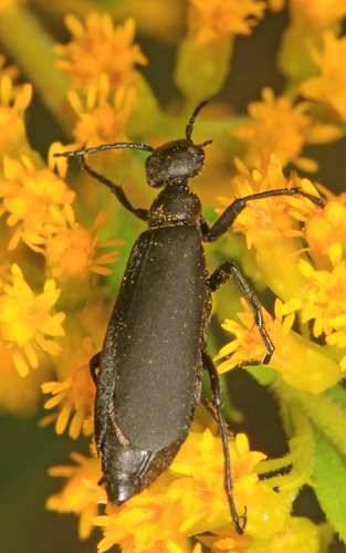 Black blister beetle