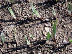 Sisyrinchium hitchcockii