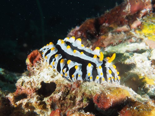Varicose Wart Slug — seen at this dive site