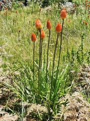Kniphofia linearifolia