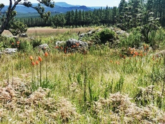 Kniphofia linearifolia
