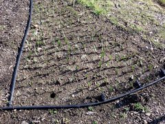 Sisyrinchium hitchcockii