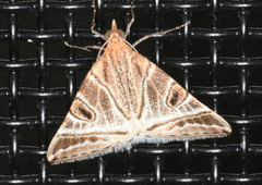 Phrataria replicataria