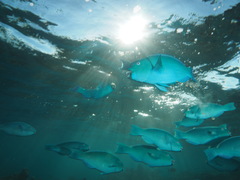 Chlorurus strongylocephalus