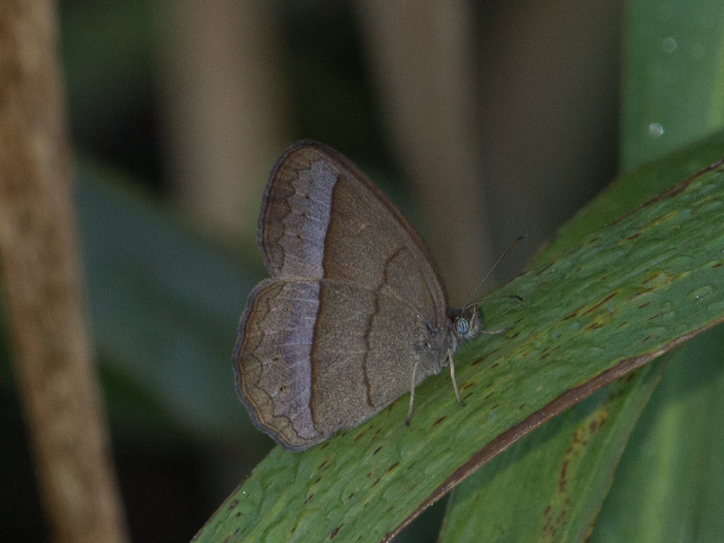 Capronnieria galesus