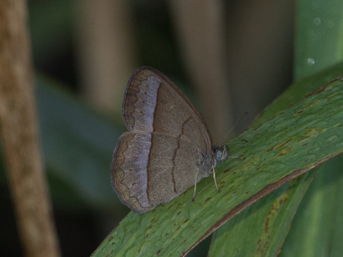 Capronnieria galesus
