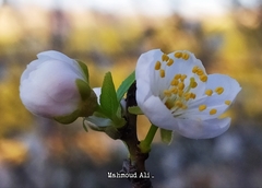 Prunus ursina