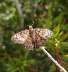 Ephyriades brunnea