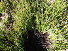 Juncus bolanderi