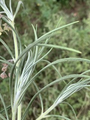 Gomphocarpus tomentosus tomentosus