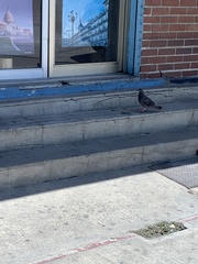 Columba livia domestica