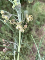 Gomphocarpus tomentosus tomentosus